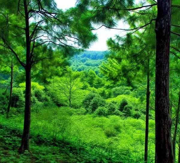 大夫山，绿意盎然的天然氧吧画卷,大夫山作文风景，绿意盎然的天然氧吧,漫步,画卷,第1张